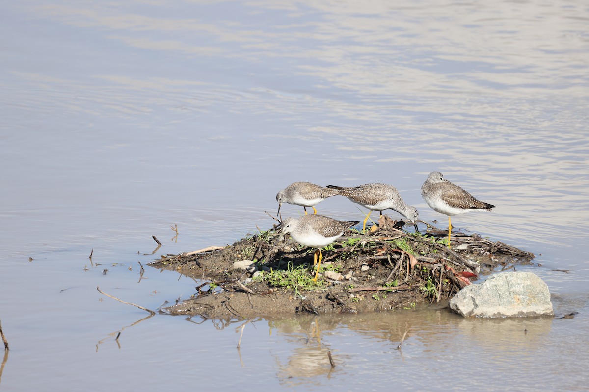 Lesser Yellowlegs - ML647663361