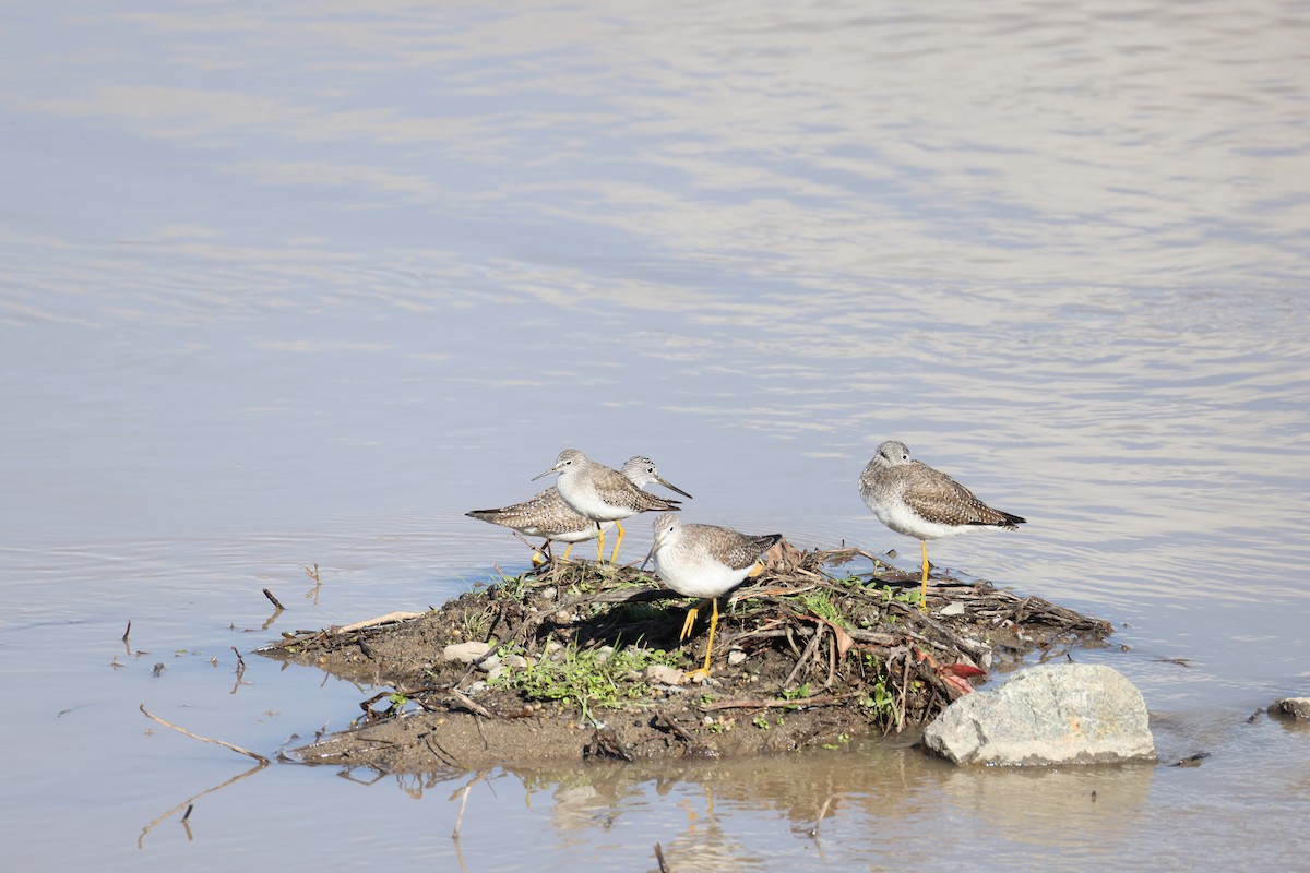 Lesser Yellowlegs - ML647663362