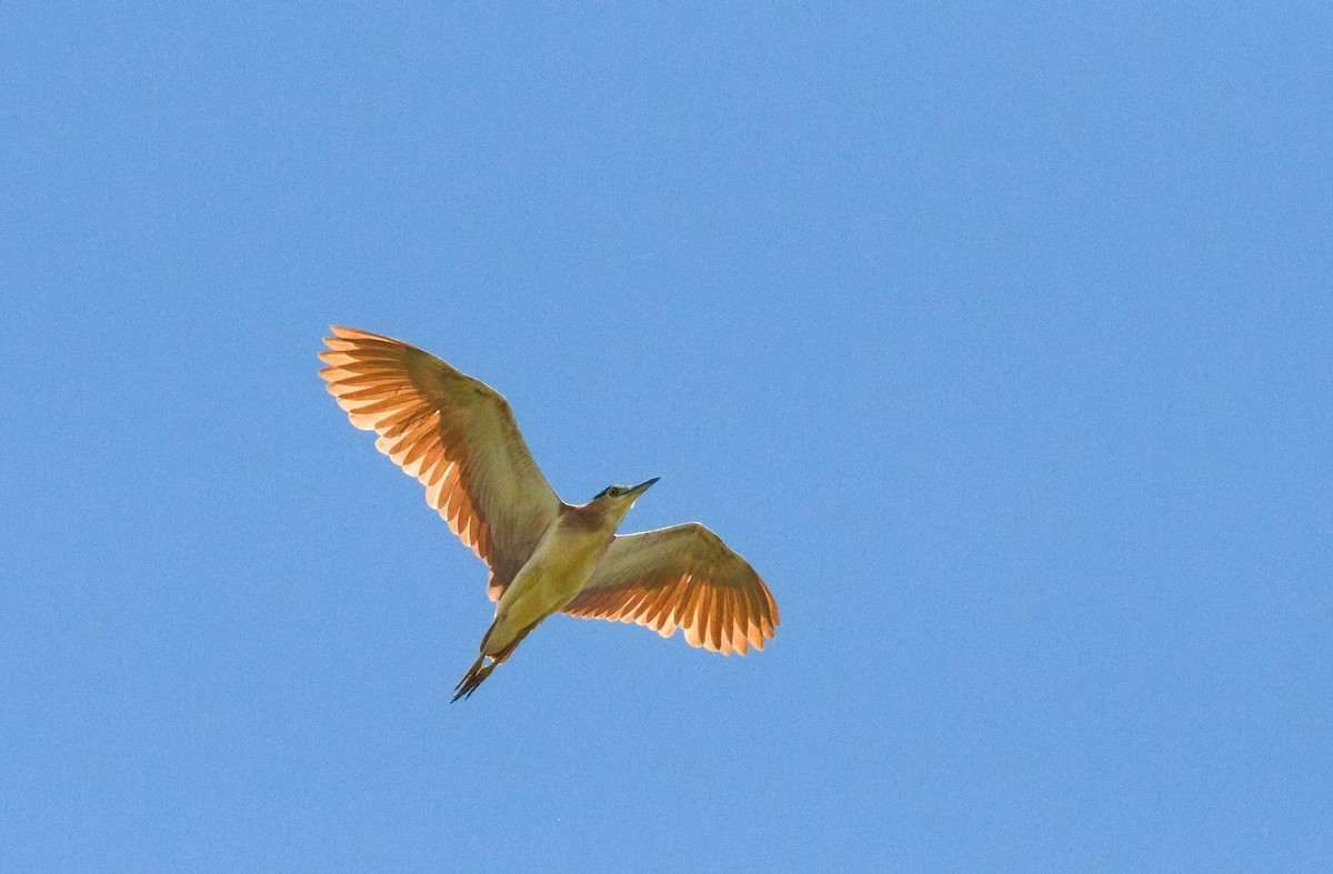 Nankeen Night Heron - ML647663363