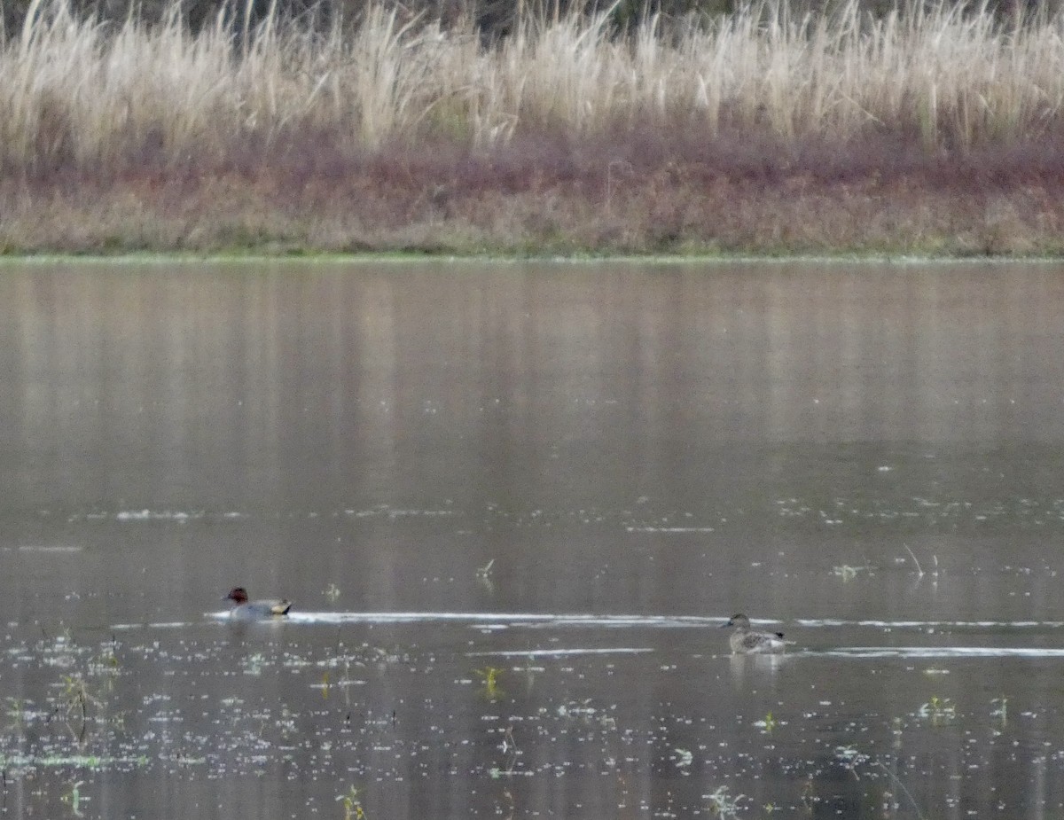 Green-winged Teal - ML647663364