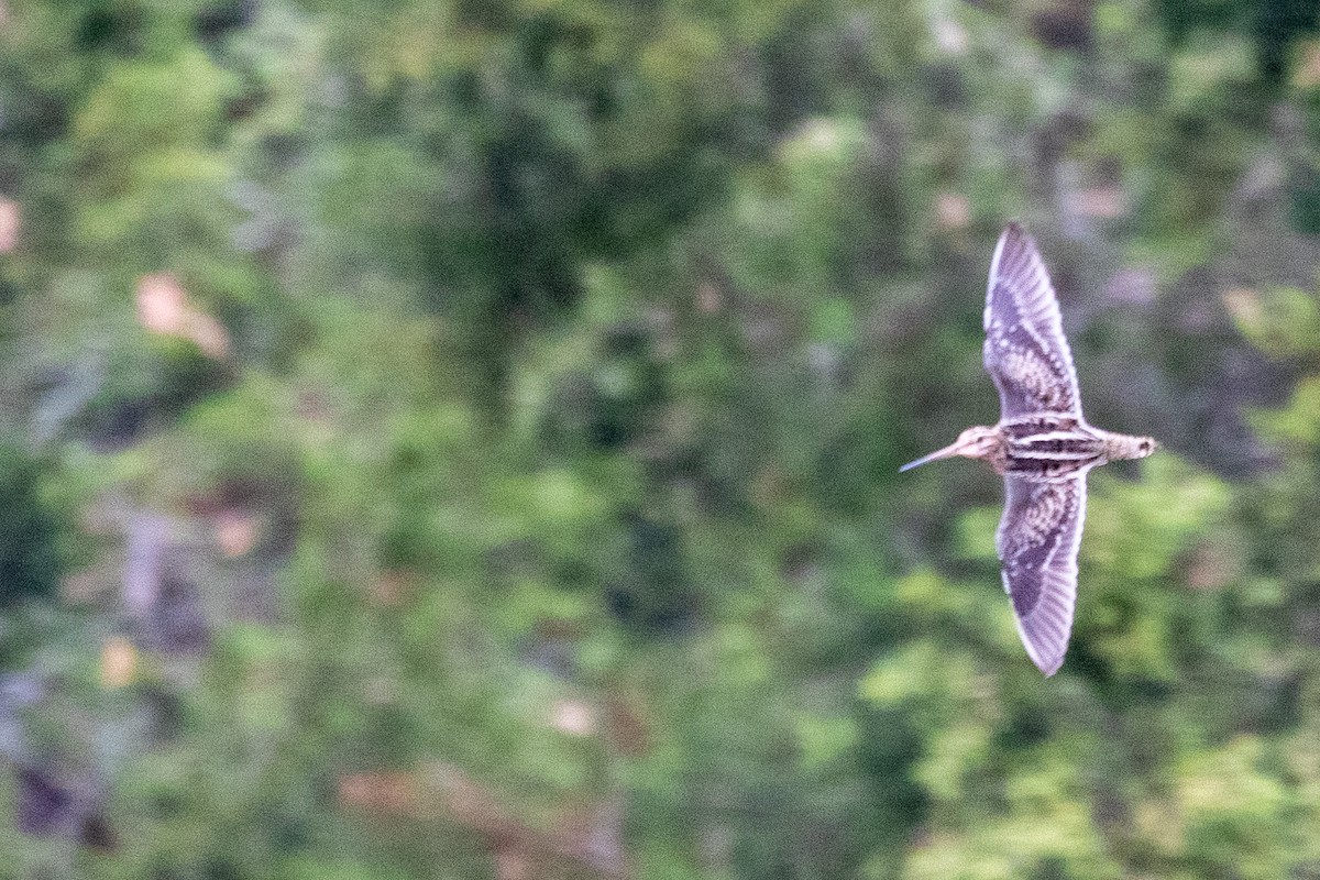 Wilson's Snipe - ML647663365