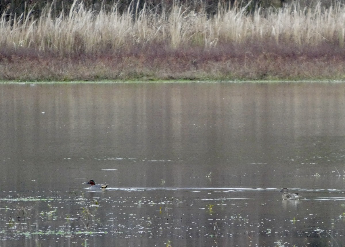Green-winged Teal - ML647663366