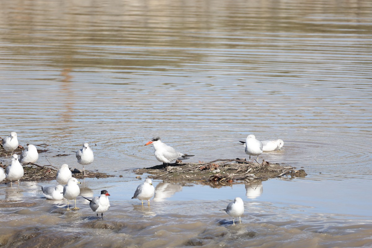 Caspian Tern - ML647663367