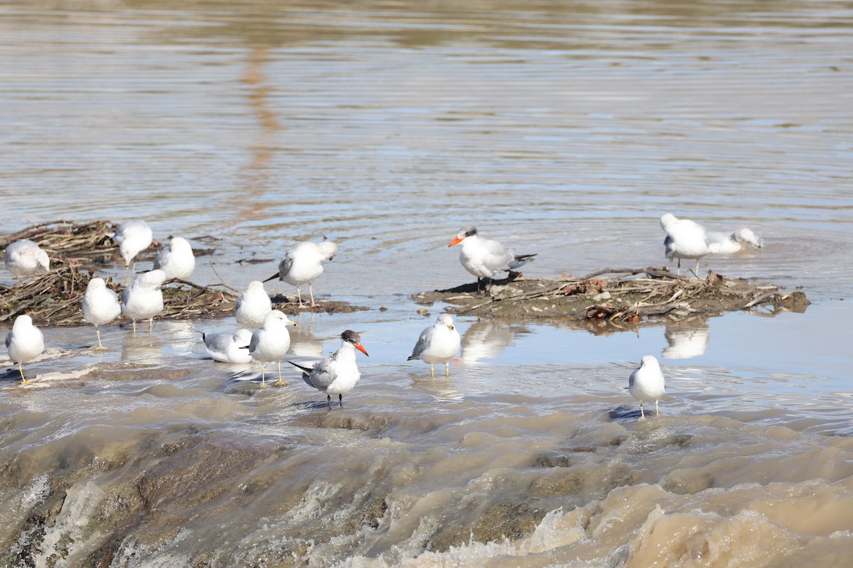 Caspian Tern - ML647663368