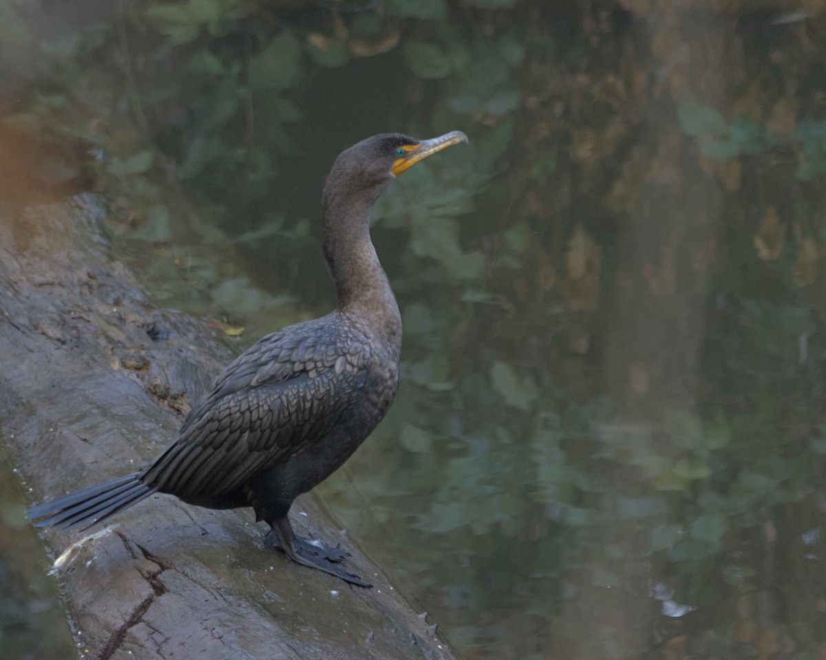 Double-crested Cormorant - ML647663370