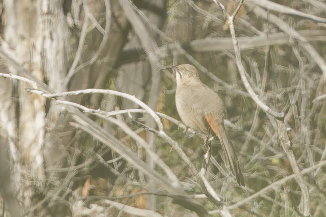 Crissal Thrasher - ML647663371