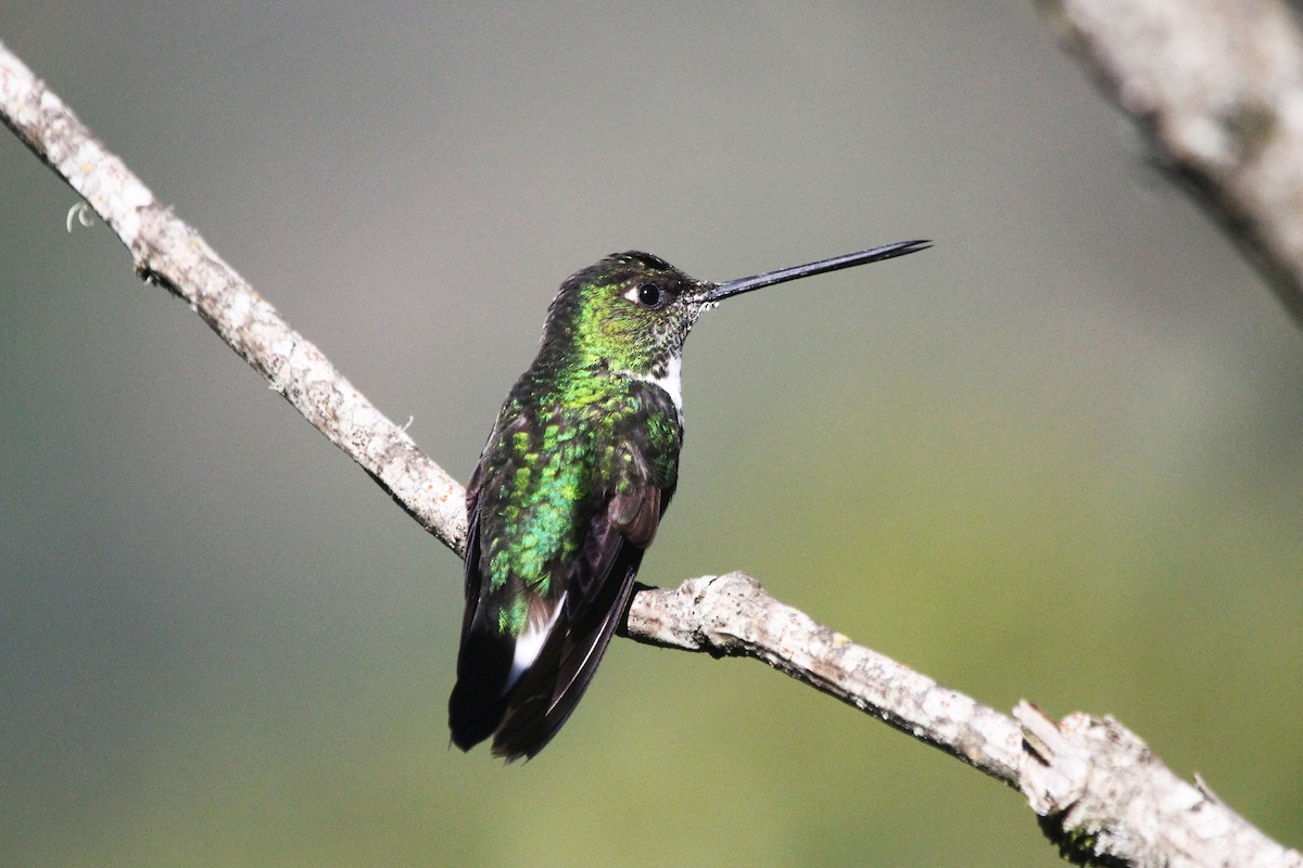 Collared Inca (Collared) - ML647663377