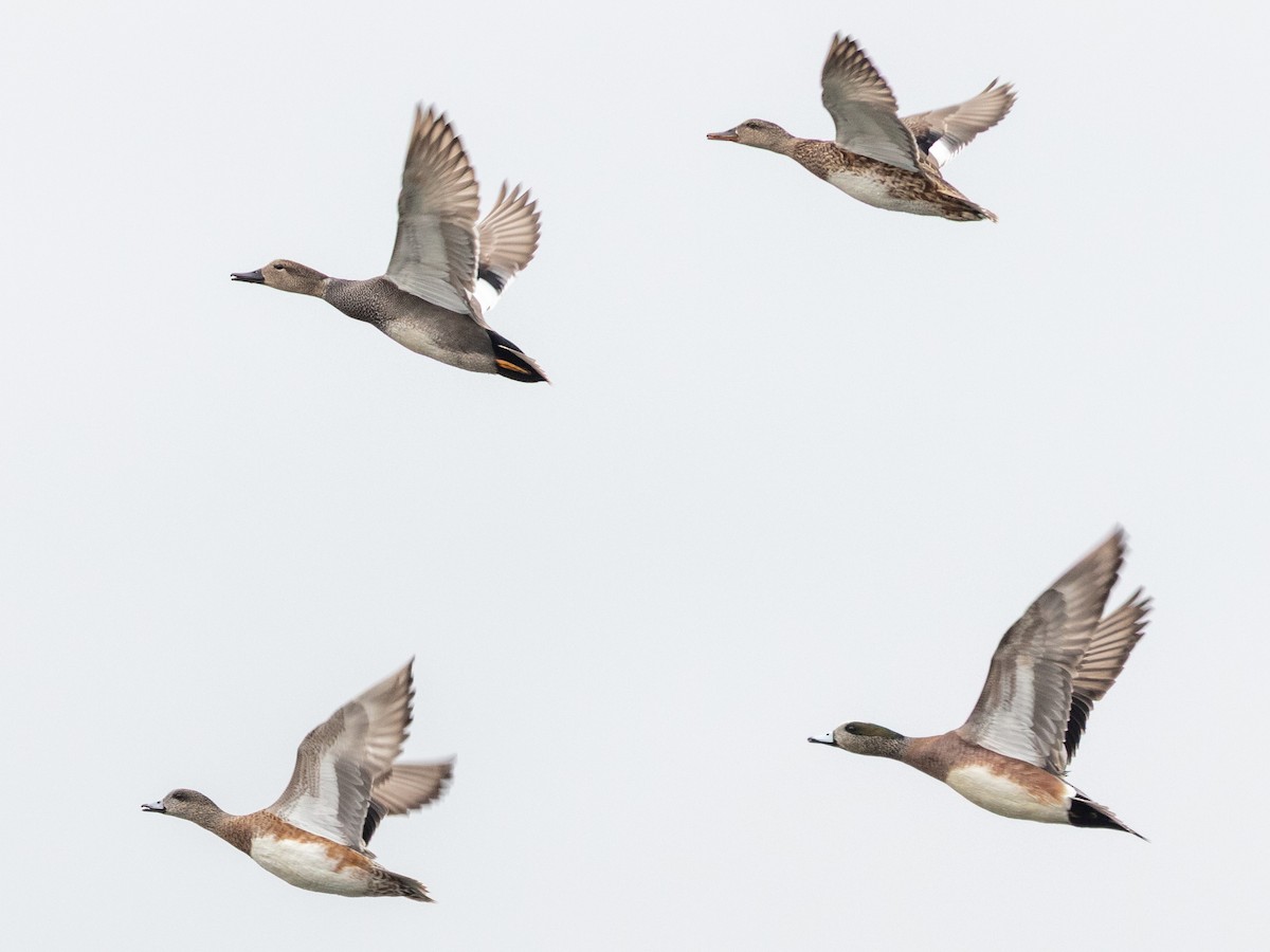 Canard d'Amérique - ML647663378