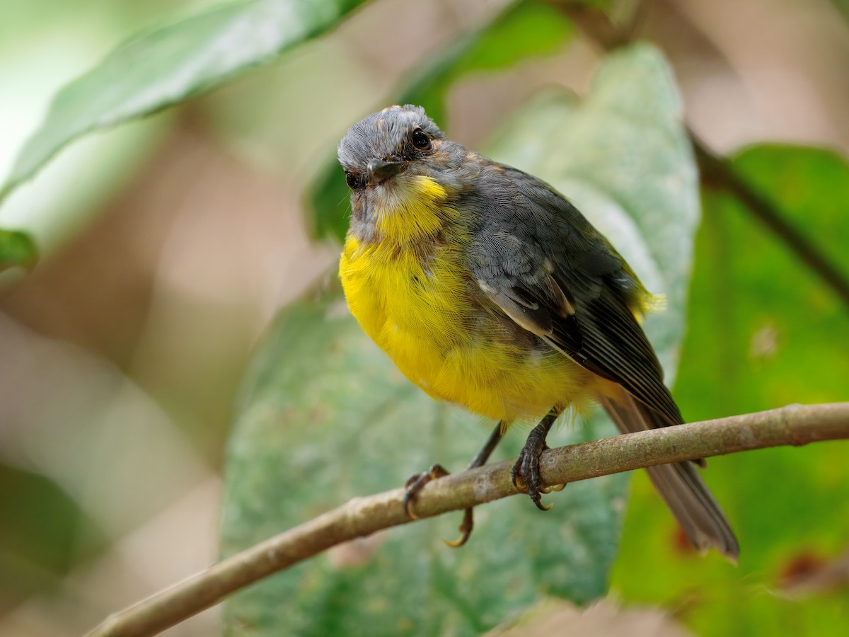 lejsčík žlutý - ML647663420