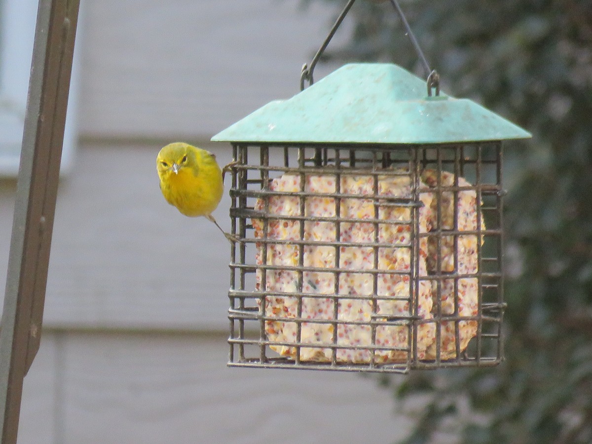 Pine Warbler - ML647663449