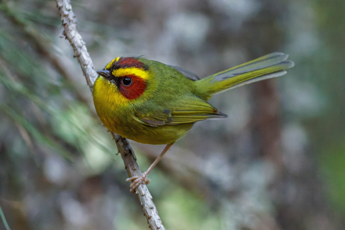 Paruline à sourcils dorés - ML647663453