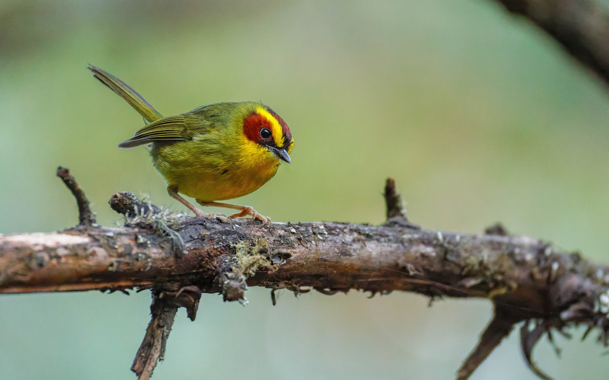 Paruline à sourcils dorés - ML647663454