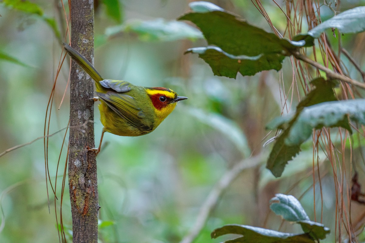 Paruline à sourcils dorés - ML647663455
