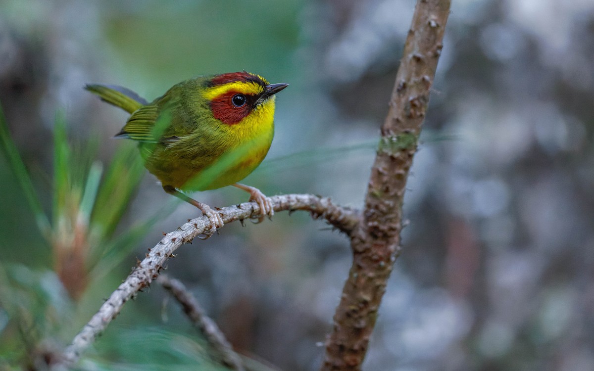 Paruline à sourcils dorés - ML647663456