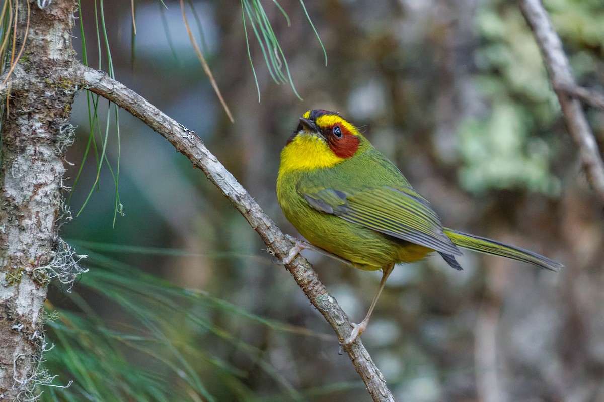 Paruline à sourcils dorés - ML647663457