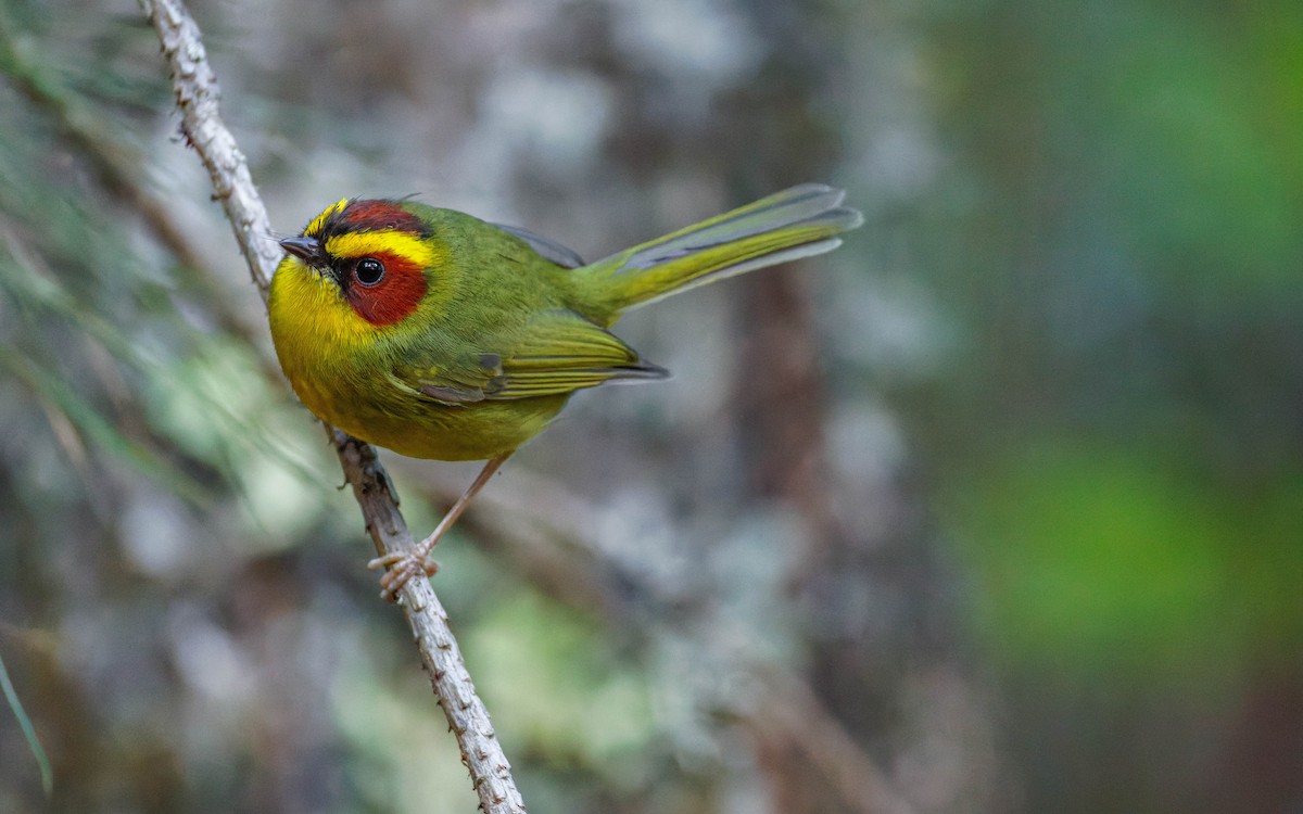 Paruline à sourcils dorés - ML647663458