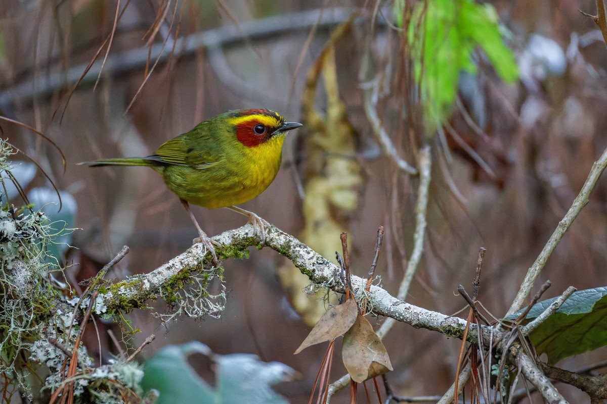 Paruline à sourcils dorés - ML647663459