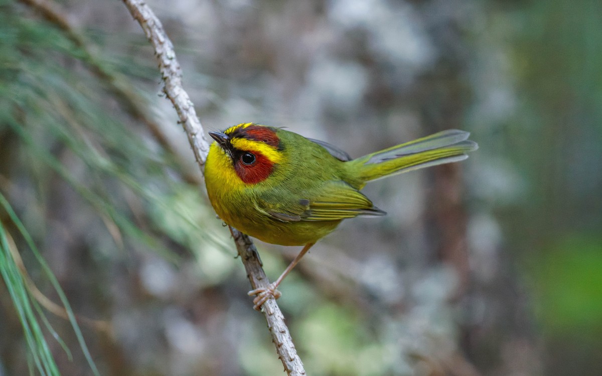 Paruline à sourcils dorés - ML647663460