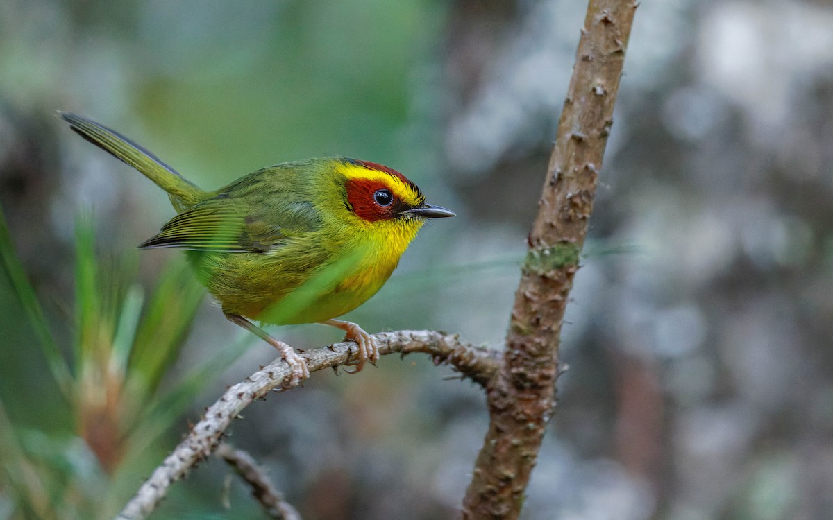 Paruline à sourcils dorés - ML647663461