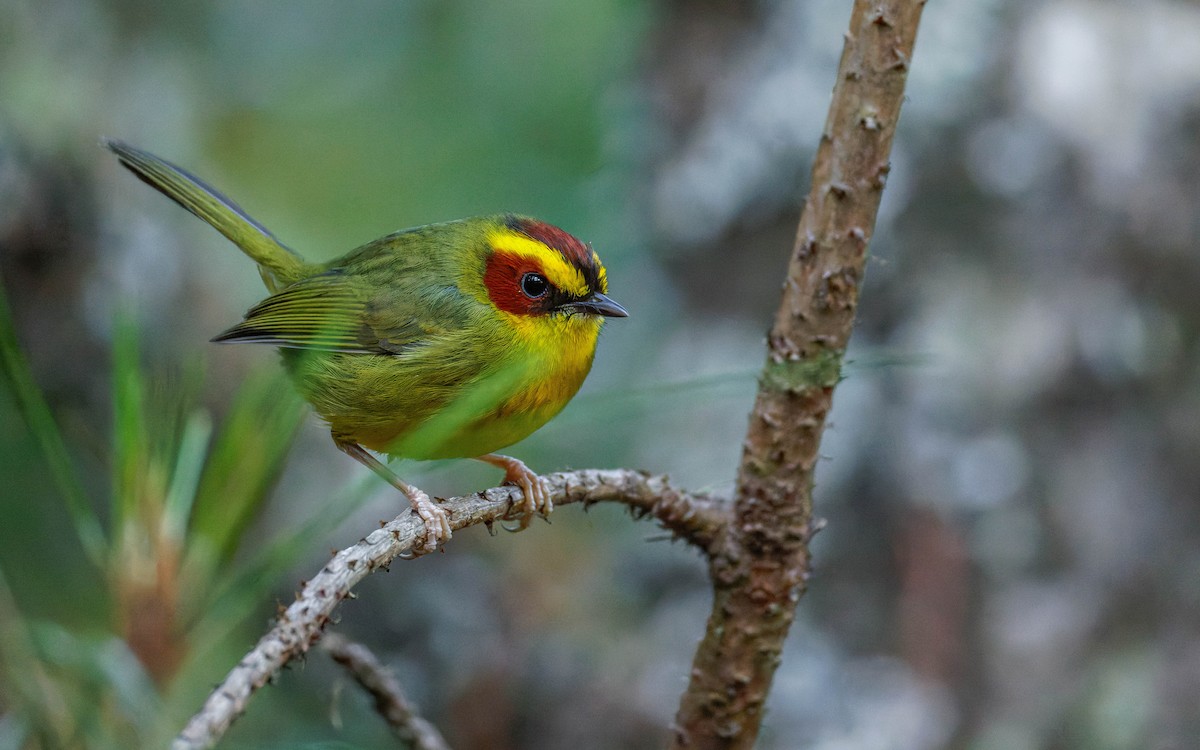 Paruline à sourcils dorés - ML647663462