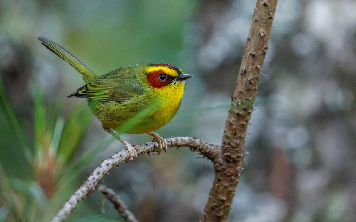 Paruline à sourcils dorés - ML647663463