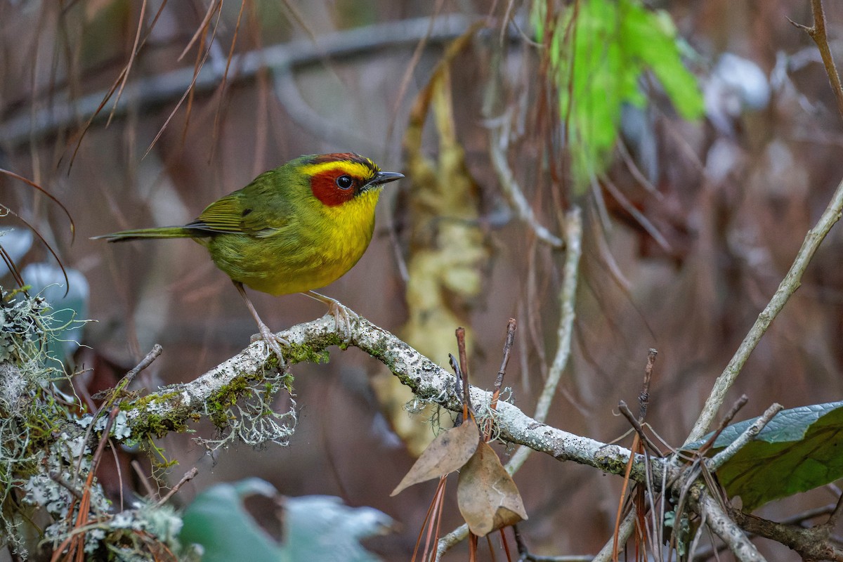 Paruline à sourcils dorés - ML647663464