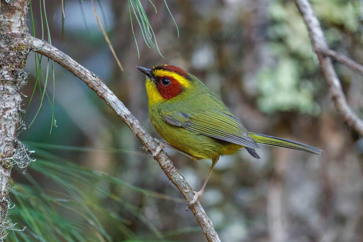 Paruline à sourcils dorés - ML647663465