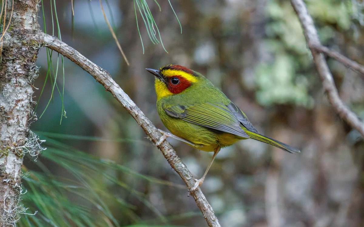 Paruline à sourcils dorés - ML647663466