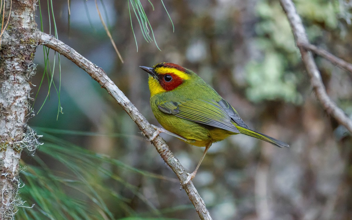 Paruline à sourcils dorés - ML647663467