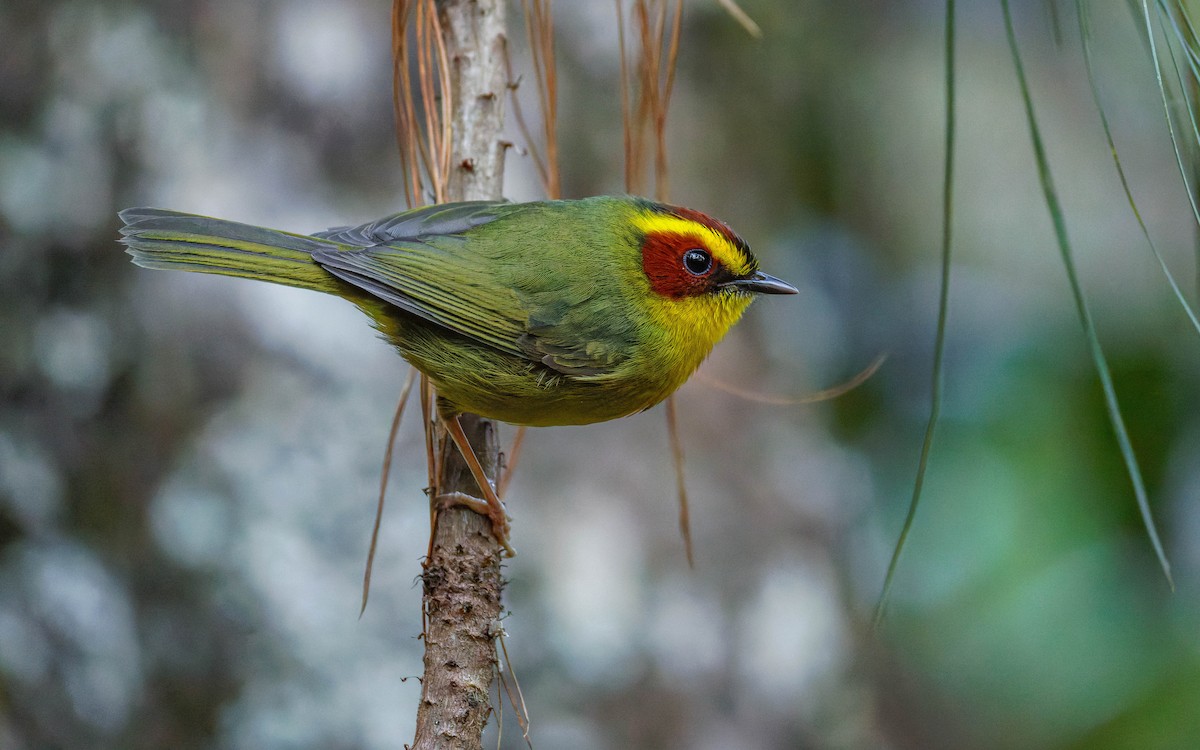 Paruline à sourcils dorés - ML647663468