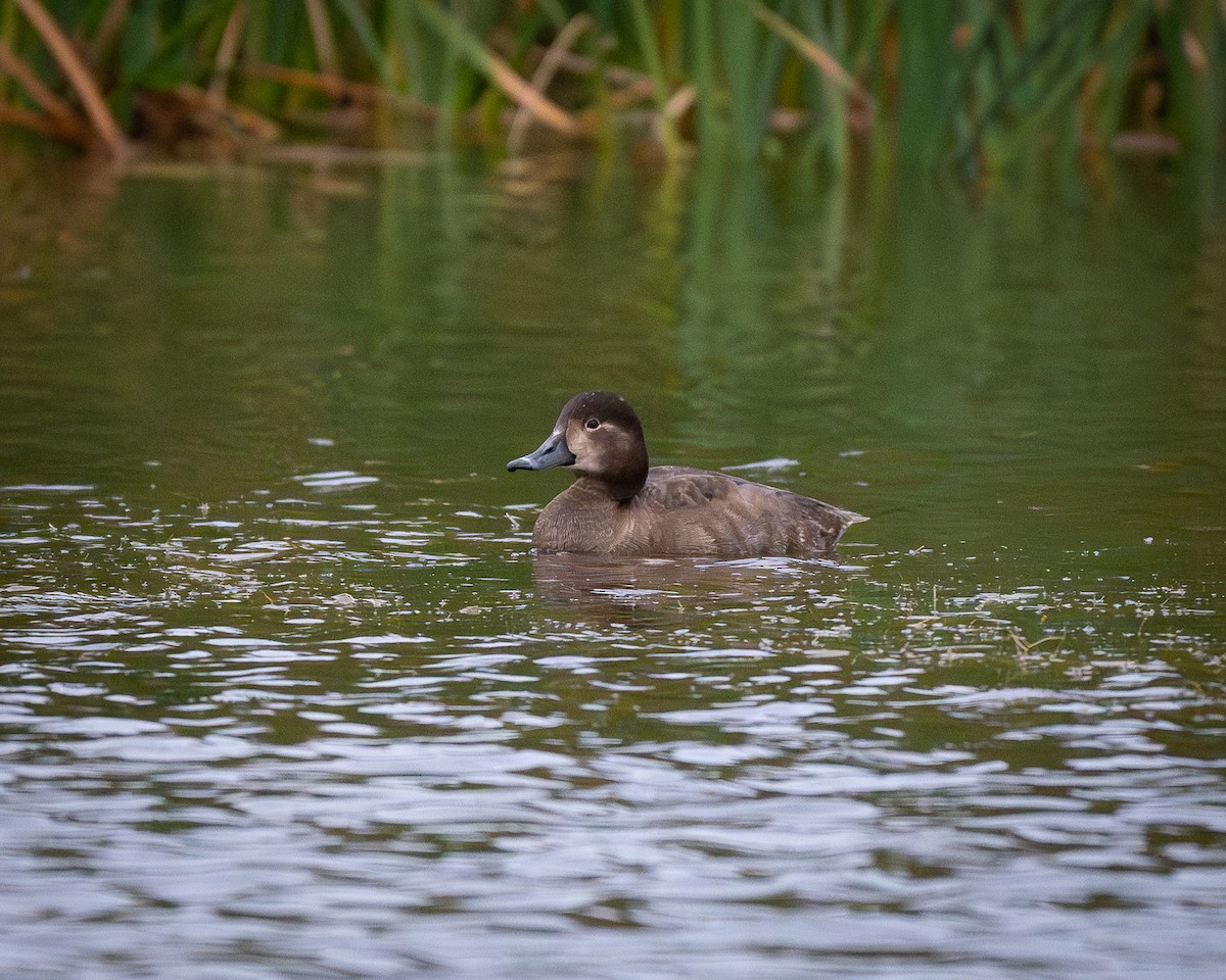 Redhead - ML647663469