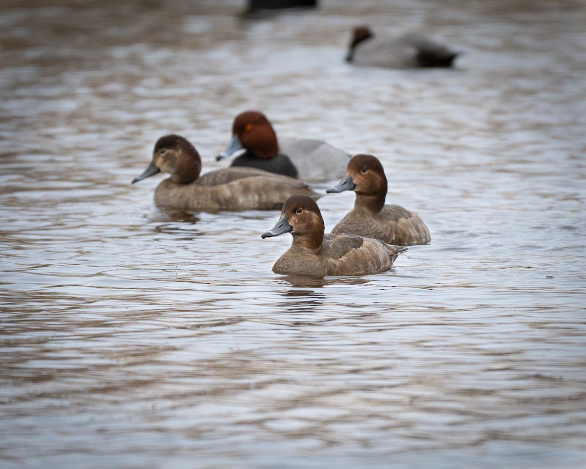 Redhead - ML647663470