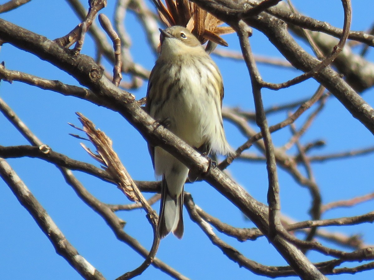 Yellow-rumped Warbler - ML647663481
