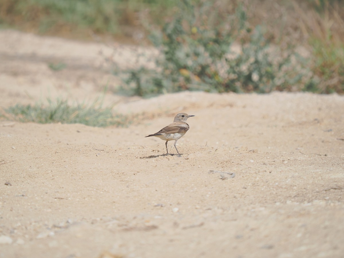 Desert Wheatear - ML647663486