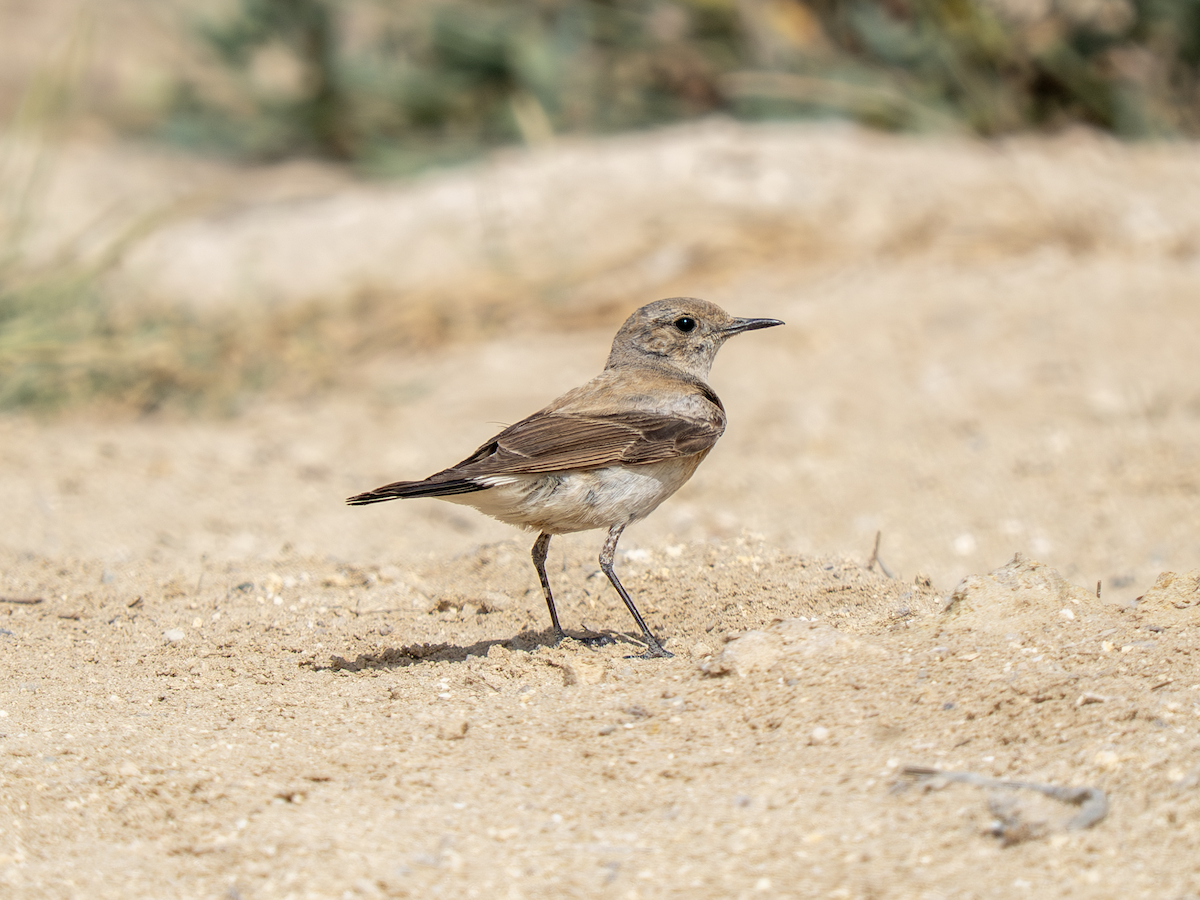 Desert Wheatear - ML647663487