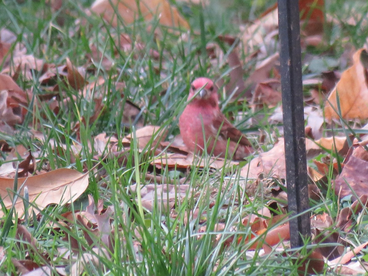 Purple Finch - ML647663488