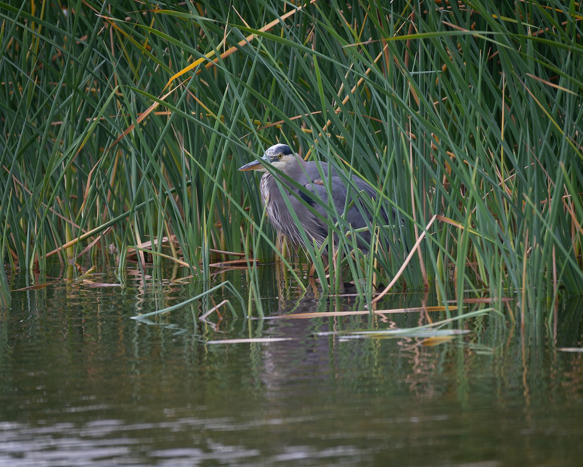 Great Blue Heron - ML647663492