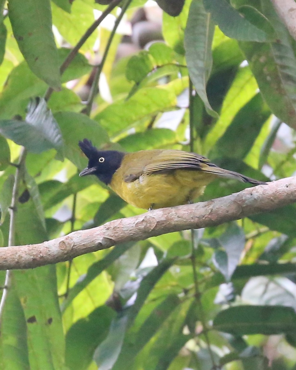 Black-crested Bulbul - ML647663494