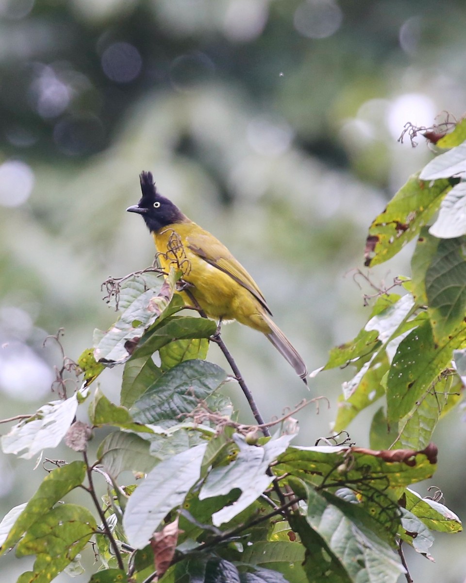 Black-crested Bulbul - ML647663496