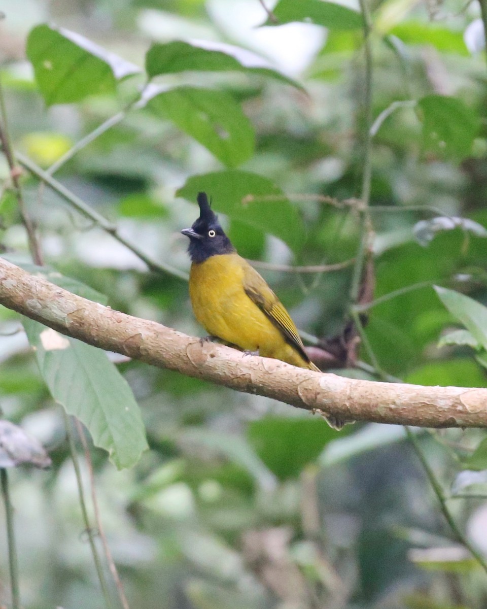 Black-crested Bulbul - ML647663497