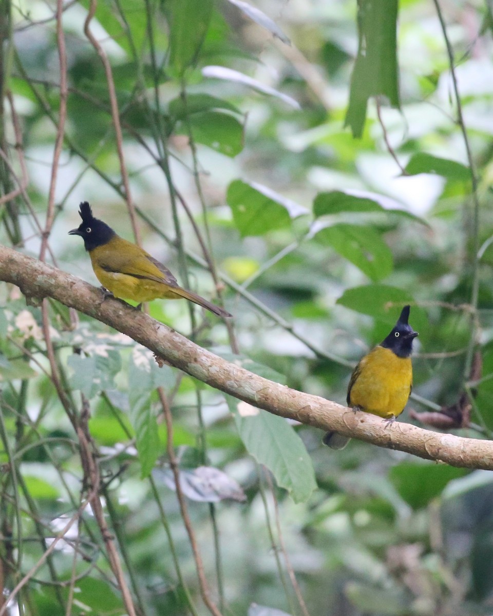 Black-crested Bulbul - ML647663498
