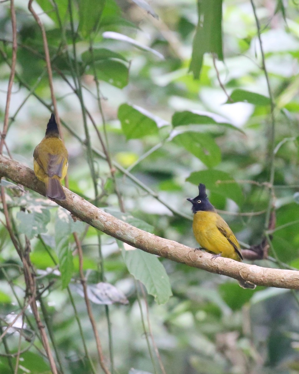 Black-crested Bulbul - ML647663499