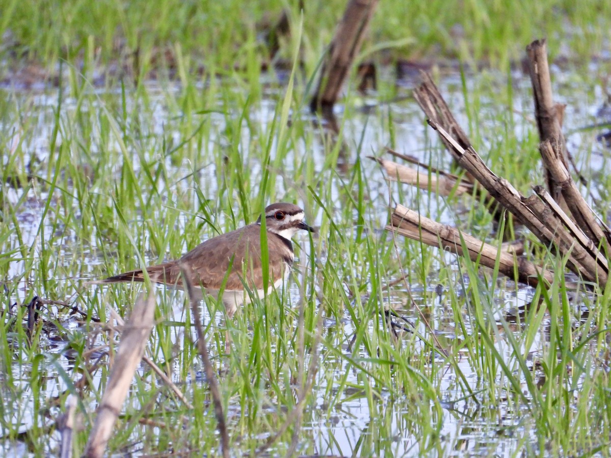 Killdeer - ML647663500