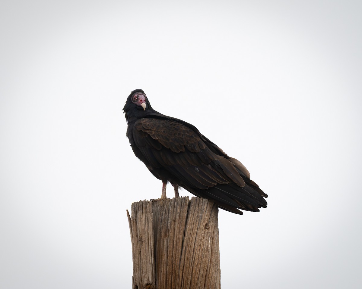 Turkey Vulture - ML647663507