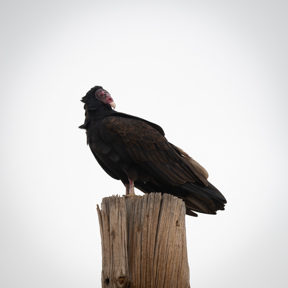 Turkey Vulture - ML647663508