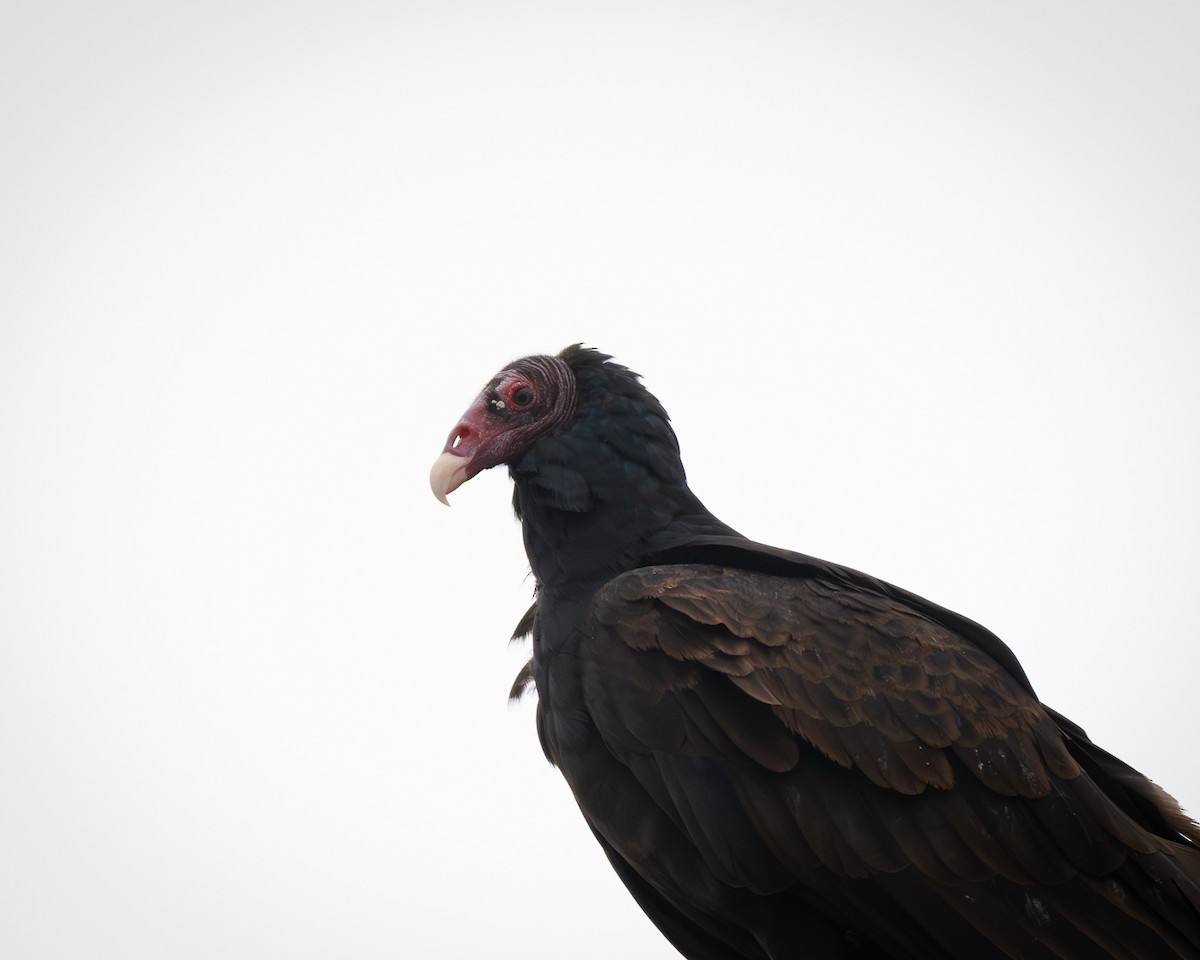 Turkey Vulture - ML647663509