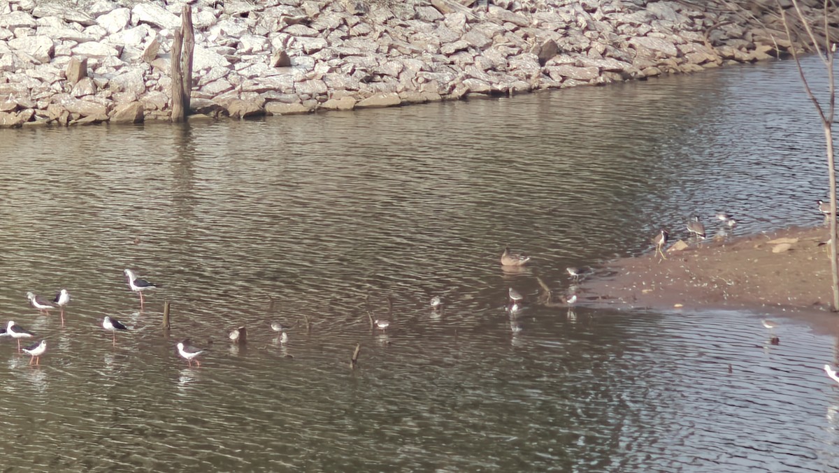 Common Sandpiper - ML647663510