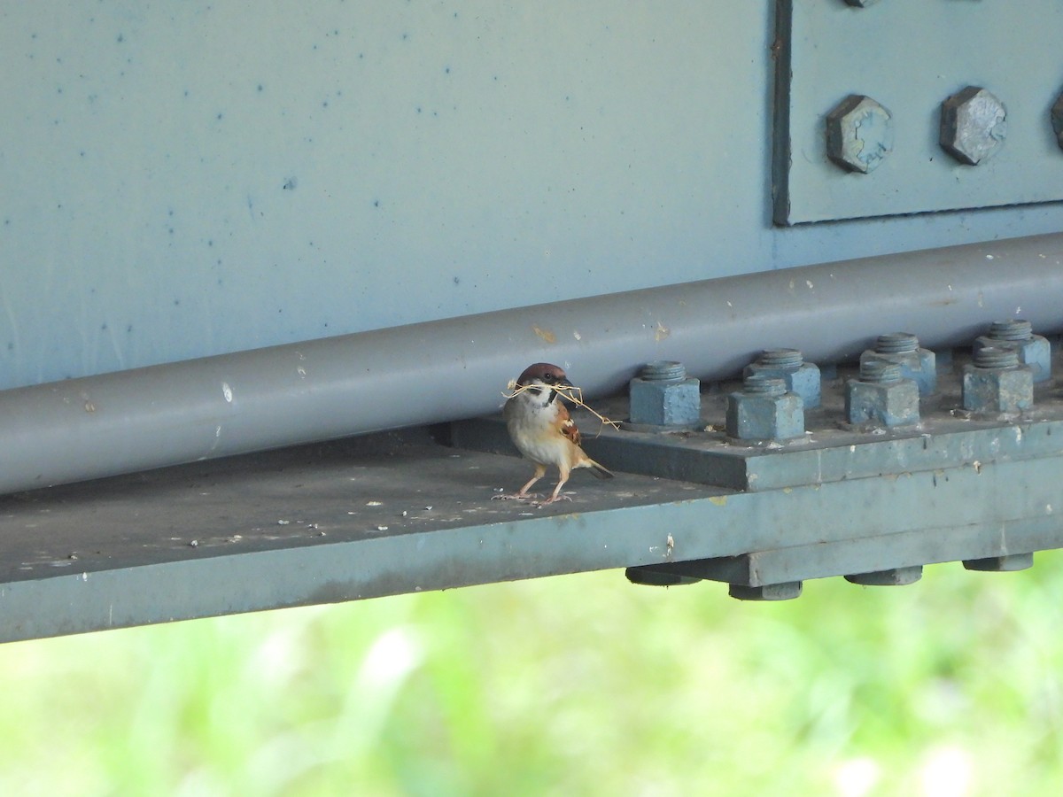 Eurasian Tree Sparrow - ML647663511
