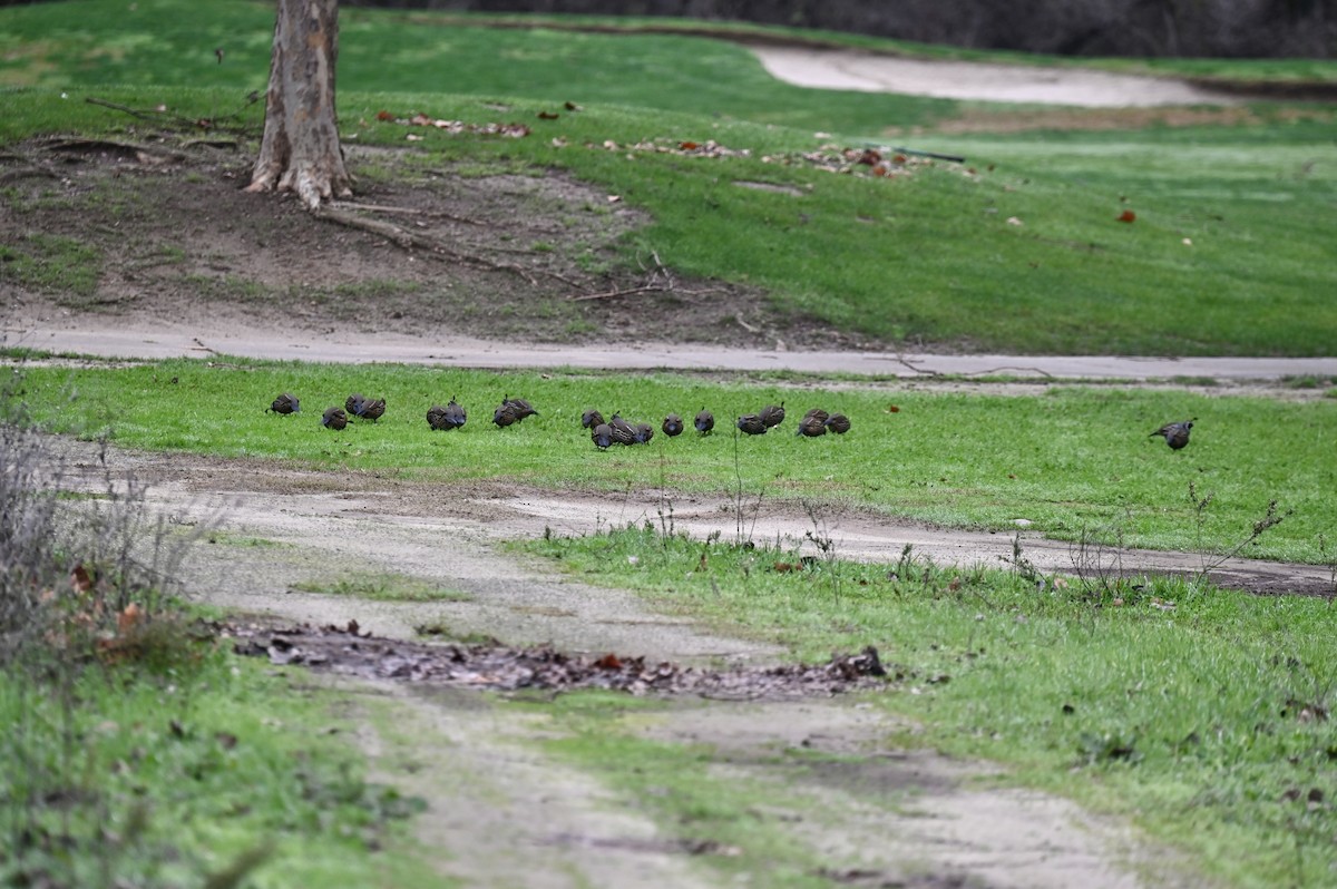 California Quail - ML647663512