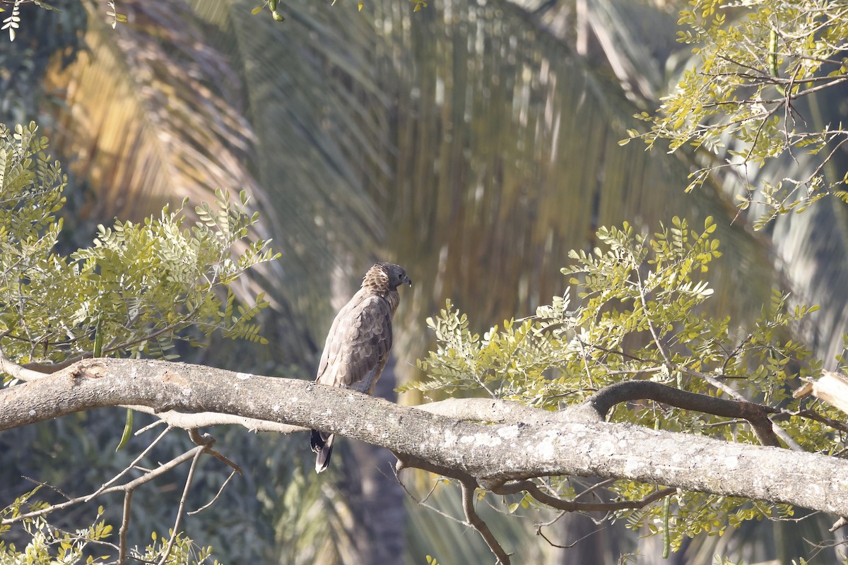 Oriental Honey-buzzard - ML647663513
